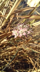 Funastrum