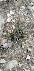 Ephedra compacta