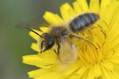 Chlorandrena