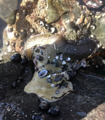 Anthopleura xanthogrammica