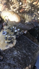 Anthopleura xanthogrammica