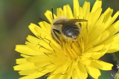 Chlorandrena