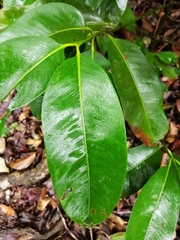 Calophyllum brasiliense
