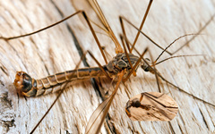 Tipula unca
