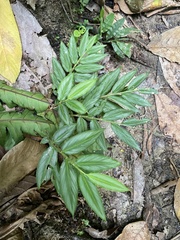 Globba pendula