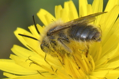Chlorandrena