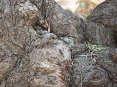 Sceloporus grammicus