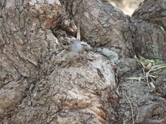 Sceloporus grammicus