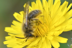 Chlorandrena