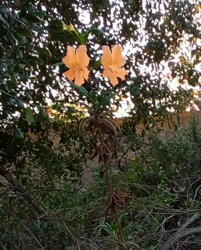 iNaturalist observation photo of San Diego Monkeyflower