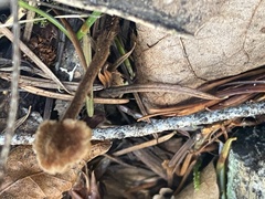 Auriscalpium vulgare
