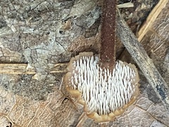 Auriscalpium vulgare