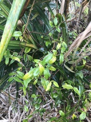 Alyxia stellata