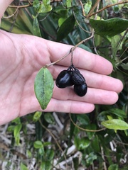 Alyxia stellata