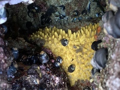 Polymastia pachymastia