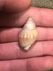 Nassarius fossatus