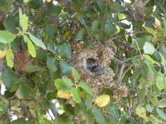 Psaltriparus minimus