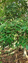 Heritiera simplicifolia