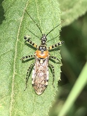 Pselliopus zebra