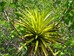 Dwarf bromelia