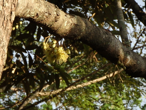 Durio zibethinus
