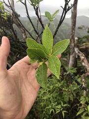 Wikstroemia oahuensis