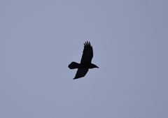 Corvus corax kamtschaticus