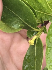 Wikstroemia oahuensis