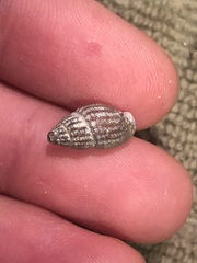 Amphissa versicolor