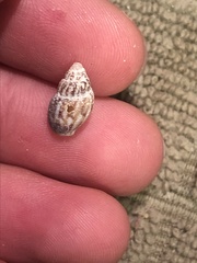 Amphissa versicolor