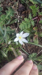 Ornithogalum refractum