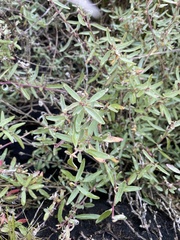 Atriplex paludosa paludosa