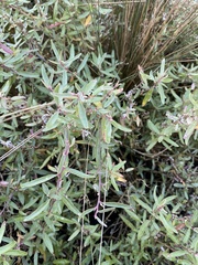 Atriplex paludosa paludosa