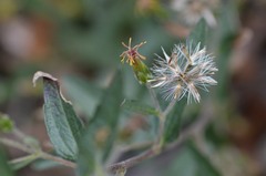 Brickellia cylindracea
