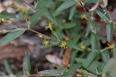 Brickellia cylindracea