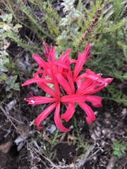 Nerine sarniensis