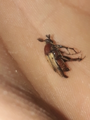 Macrosiagon pectinata