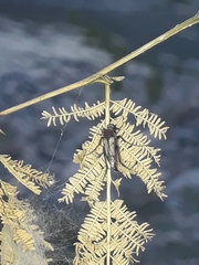 Macrosiagon pectinata