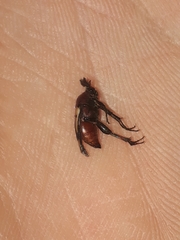 Macrosiagon pectinata