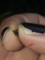 Macrosiagon pectinata