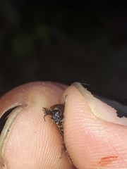 Macrosiagon pectinata