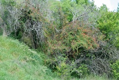 Eccremocarpus scaber