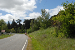 Eccremocarpus scaber