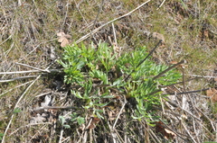 Lomatium suksdorfii