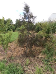 Dacrycarpus dacrydioides