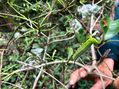 Cephonodes cunninghami