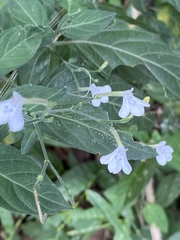 Rhinacanthus gracilis