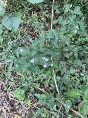 Rhinacanthus gracilis