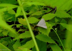 Zanclognatha pedipilalis