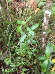 Coprosma ×cunninghamii